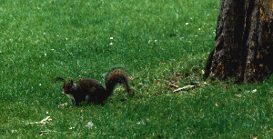 Scoiattolo - 45073 Bytes